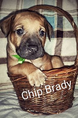 Chip Brady