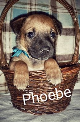 Phoebe